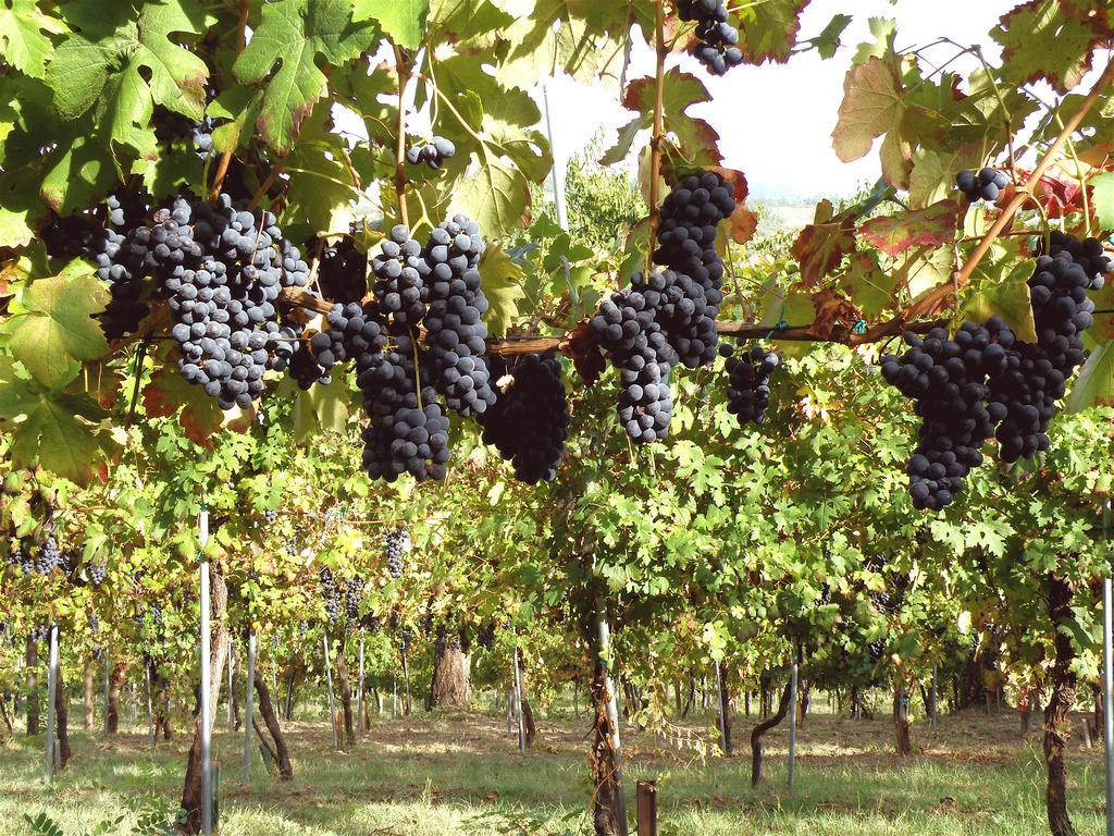 Agriturismo Ca' Isotta Castello di Serravalle Eksteriør billede